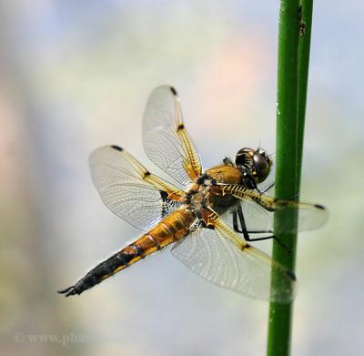 Dragonfly