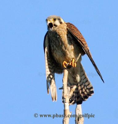 American Kestrel [female]