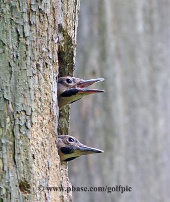 Young Northern Flicker woodpeckers