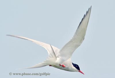 Artic Tern - Champion migrator