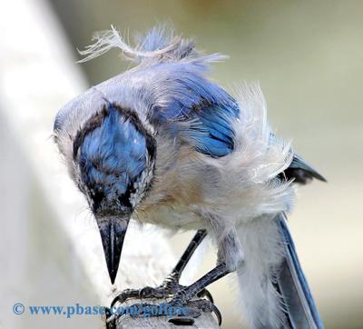 Blue Jay .  Perhaps molting....look at those feathers.
