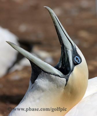 Northern Gannet