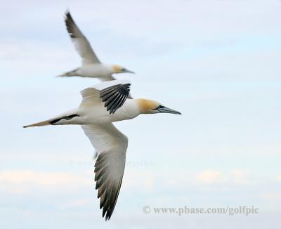 Northern Gannets in flight