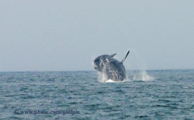 Right Whale breaching
