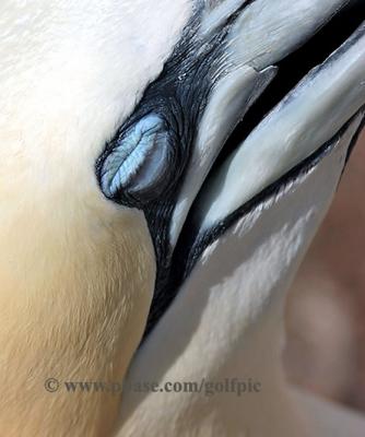 Northern Gannet --- close up