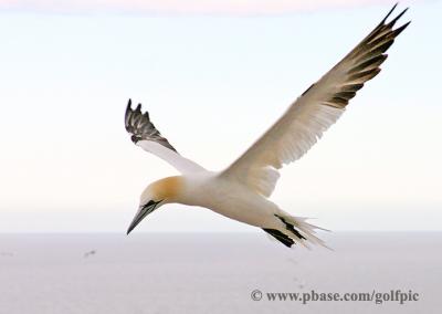 Northern Gannet