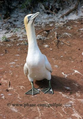 Northern Gannet