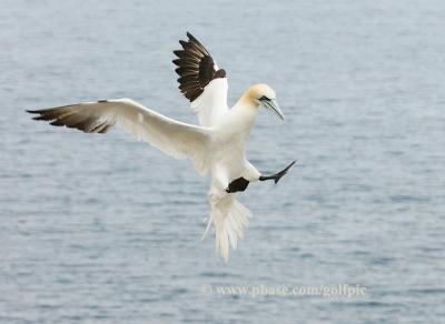 Northern Gannet