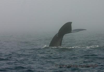 North Atlantic Right Whale in the fog