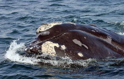 North Atlantic Right Whale