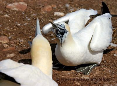 Territorial defence