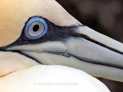 Northern Gannet --- close-up