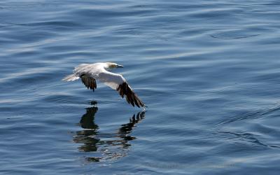 v3/13/6313/3/49395586.gannet27x.jpg