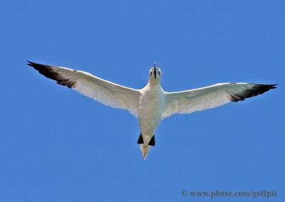 v3/13/6313/3/49408145.gannet28x.jpg