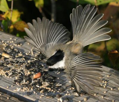 Black-capped chickadee taking off
