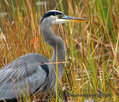 Great Blue Heron - Fall 2005