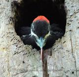 Pileated woodpecker tongue [baby]