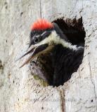 Pileated woodpecker [baby]
