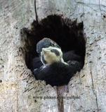 Pileated woodpecker [baby] looking curiously out at the world