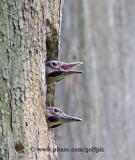 Young Northern Flicker woodpeckers