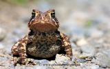 Im a proud little Toad