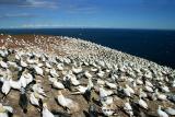 Largest colony of gannets in North America and second largest in the world