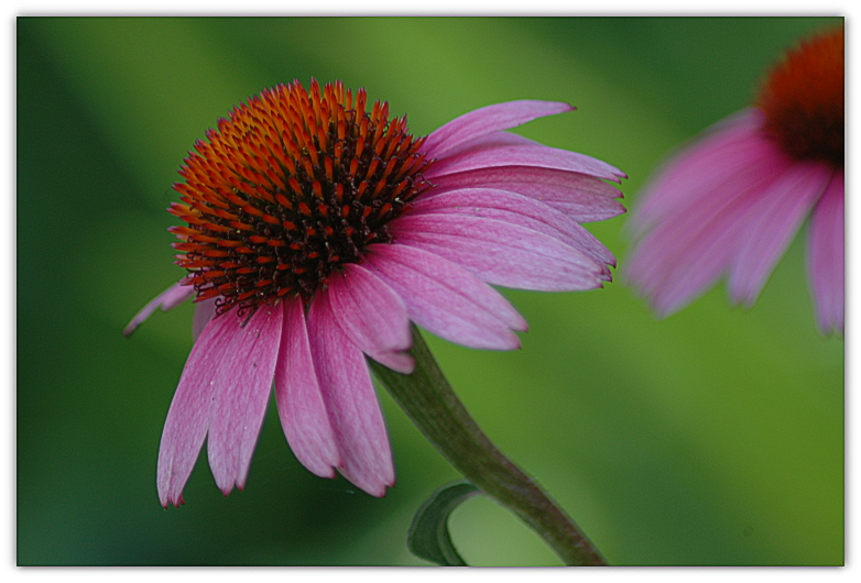 Cone Flowers