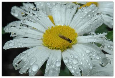 Raindrops on daisies, daisies in raindrops and a visitor