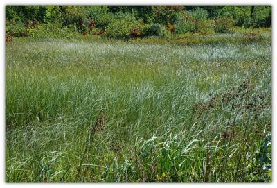 Wind dancing through marsh grasses
