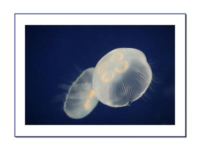 Jellysfish in Monterey Bay Aquarium