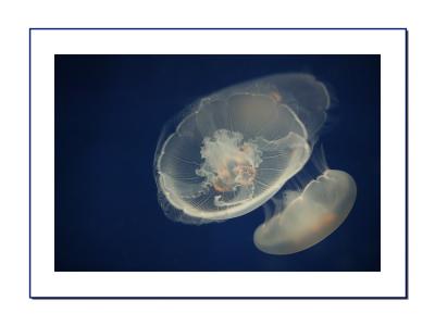 Jellyfish's Dance 3
