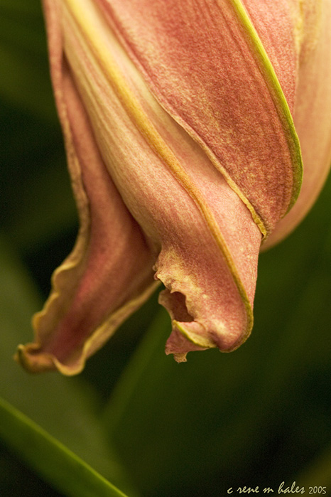 : Stargazer II :