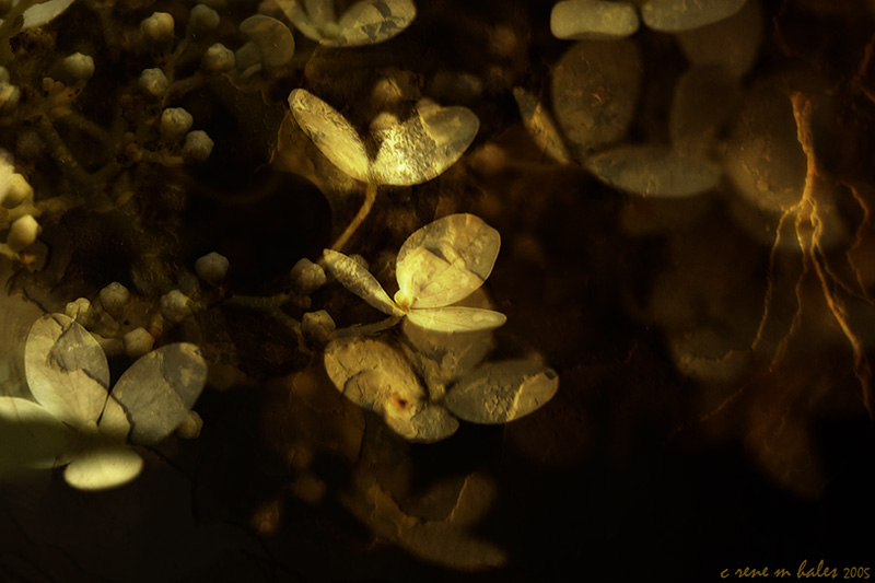 wall flowers iv