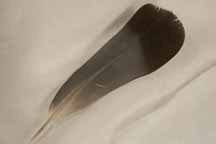 091905-feather.jpg