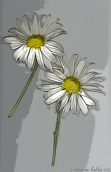 daisy two