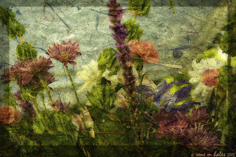 flower dreams vi