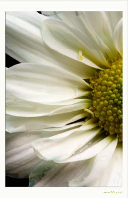White on Blue