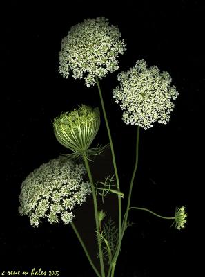 queen anne's lace scanned