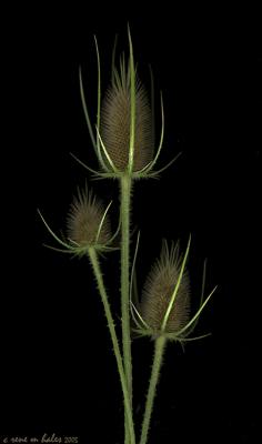 three thistles