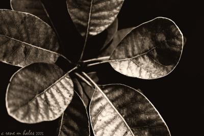 forest leaves