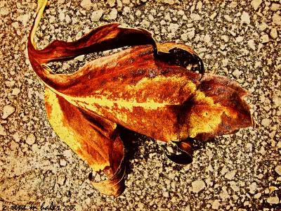 v3/14/275514/3/48817959.090605leaf1eastchester1227.jpg