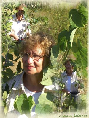 tree planting