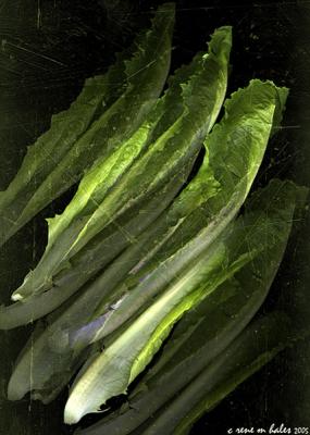distressed lettuce