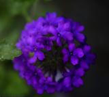 : purple flower :