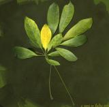 : leaves :