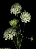 queen annes lace scanned