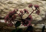 flowers at the backdoor