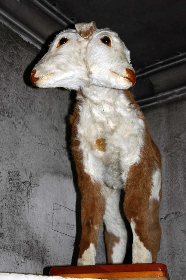 2-Headed Calf