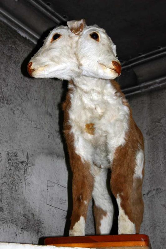 2-Headed Calf