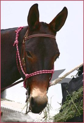 Rocky Mountain Mule Days